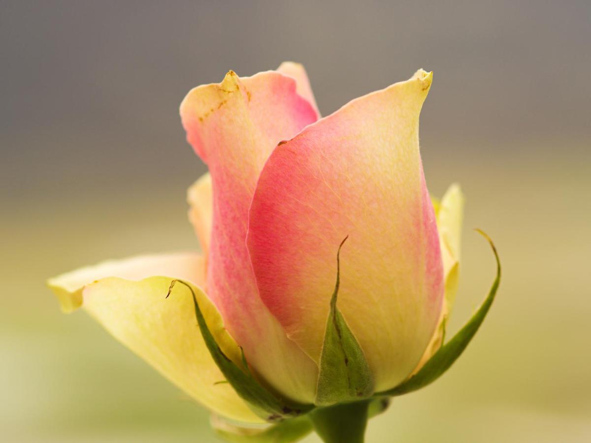 Herberge Zur Rose Brotterode Ngoại thất bức ảnh